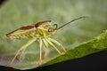 Adult Green shield bug or Palomena prasina. Close up macro photo Royalty Free Stock Photo