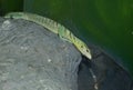 Adult Green Tree Monitor (Varanus prasinus)