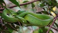 an adult green tree snake wraps its back around a branch Royalty Free Stock Photo