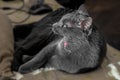 Adult grey cat yawns Royalty Free Stock Photo