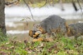 Adult grey foxes with mouthful of fresh mushrooms walking around