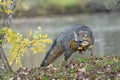 Adult grey foxes with mouthful of mushrooms