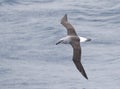 Grey-headed Albatross, Thalassarche chrysostoma Royalty Free Stock Photo