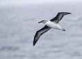 Grey-headed Albatross, Thalassarche chrysostoma Royalty Free Stock Photo