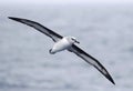 Grey-headed Albatross, Thalassarche chrysostoma Royalty Free Stock Photo