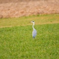 An adult grey heron in a field