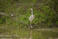 Adult grey heron by a pond Royalty Free Stock Photo