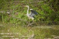 Adult grey heron by a pond Royalty Free Stock Photo