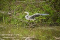 Adult grey heron by a pond Royalty Free Stock Photo