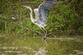 Adult grey heron by a pond Royalty Free Stock Photo