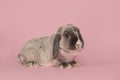 Adult grey rabbit on a pink background