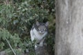 Adult, grey and white feral cat with large, bright yellow eyes full of fear
