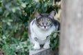 Adult, grey and white feral cat with large, bright yellow eyes full of fear