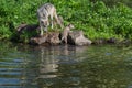 Adult Grey Wolf Canis lupus Looks Down as Pup Climbs Out of Water Summer Royalty Free Stock Photo