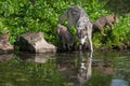 Adult Grey Wolf Canis lupus and Pup Look Intently Into Water Summer Royalty Free Stock Photo