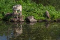 Adult Grey Wolf Canis lupus and Pup Look Towards Second Pup Sniffing Summer Royalty Free Stock Photo