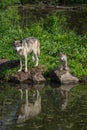 Adult Grey Wolf Canis lupus and Pup Stand Rocks Looking Over Water Summer Royalty Free Stock Photo