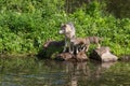 Adult Grey Wolf Canis lupus and Pups Stand on Rocks on Edge of Pond Summer