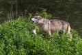 Adult Grey Wolf Canis lupus Raises Head to Howl While Pup Looks Up Summer Royalty Free Stock Photo