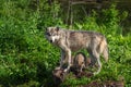 Adult Grey Wolf Canis lupus Stands Overtop Pup Summer Royalty Free Stock Photo