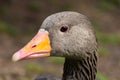 Adult Greylag Goose Head Close Up Side View Royalty Free Stock Photo