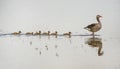 Adult greylag goose on the lake followed from its squabs reflecting in the water