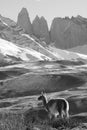 Adult Guanaco, Torres Del Paine National Park, Patagonia, Chile