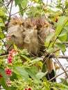 Adult Guira Cuckoo Royalty Free Stock Photo