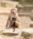 Adult hamadryas baboon with baby Royalty Free Stock Photo