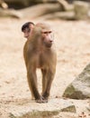 Adult hamadryas baboon with baby Royalty Free Stock Photo