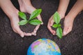 The adult hand and child hand hold a small tree beside the globe, plant a tree, reduce global warming, World Environment Day Royalty Free Stock Photo