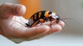 Adult Hand holding a Madagascar hissing cockroach. Gentle interaction with nature. Concept of exotic pets, entomology