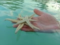 Adult hand holding starfish on the clear ocean water Royalty Free Stock Photo