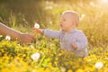 Adult hand holds baby dandelion at sunset Kid sitting in a meadow Child in field Concept of protection Allergic to flowers pollen Royalty Free Stock Photo