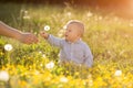 Adult hand holds baby dandelion at sunset Kid sitting in a meadow Child in field Concept of protection Allergic to flowers pollen Royalty Free Stock Photo