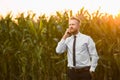 Adult, handsome, blonde, businessman talking on phone in the middle of green and yellow corn field during sunrise Royalty Free Stock Photo