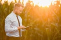 Adult, handsome, stylish, blonde, businessman holding a black tablet and standing in the middle of green and yellow corn field Royalty Free Stock Photo