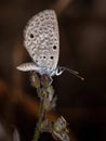 Adult Hanno Blue Butterfly Royalty Free Stock Photo