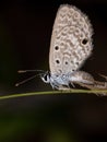 Adult Hanno Blue Butterfly Royalty Free Stock Photo