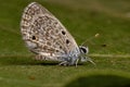 Adult Hanno Blue Butterfly Royalty Free Stock Photo