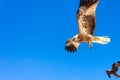 Adult hawk Royalty Free Stock Photo