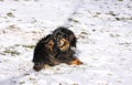 Adult healthy active mongrel dog scratching in snow