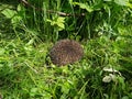 An adult hedgehog is curled up in a ball among the green grass on the lawn