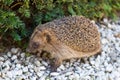 Adult hedgehog in daylight