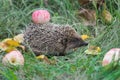 Adult hedgehog walking in garden and carrying red apple on its spines