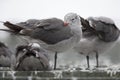 An adult Heermann`s gull resting on a roof of a building at Monterey bay California.