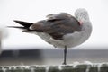 An adult Heermann`s gull resting on a roof of a building at Monterey bay California.