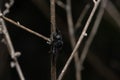 Adult of Hermetia illucens & x28;the black soldier fly& x29;, a fly species of the family Stratiomyidae