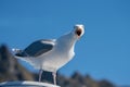 Adult Herring Gull Larus argentatus calling Royalty Free Stock Photo