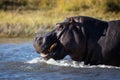 Adult hippo close up portrait in Chobe River Botswana